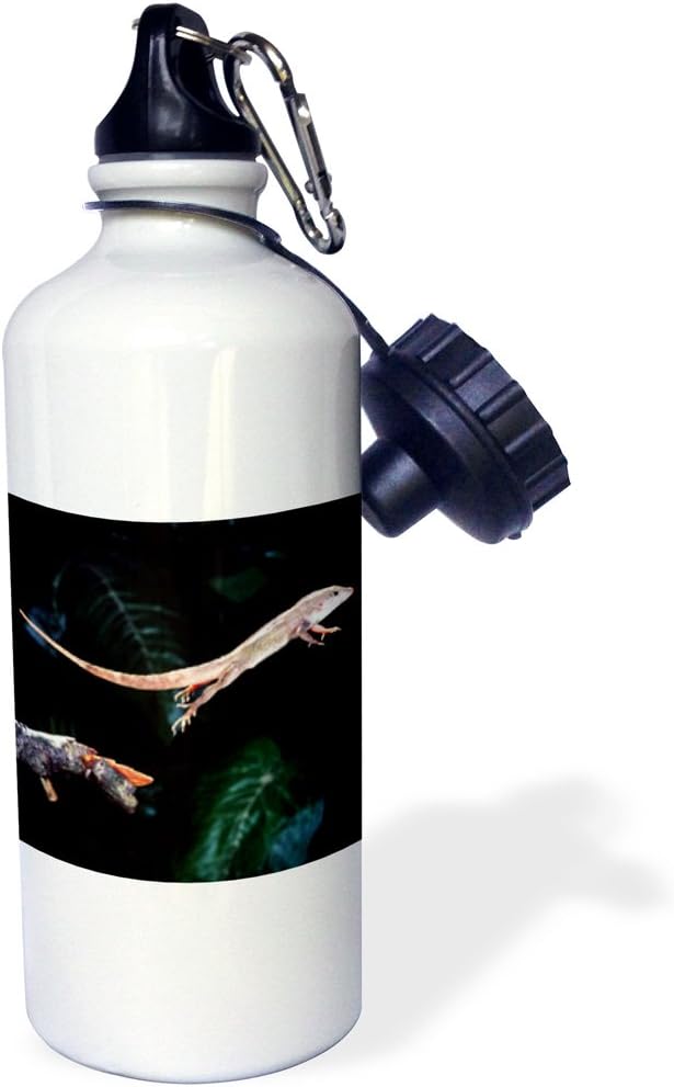 3dRose "Bahama Brown Anole lizard NA02 DNO0261 David Northcott" Sports Water Bottle, 21 oz, White