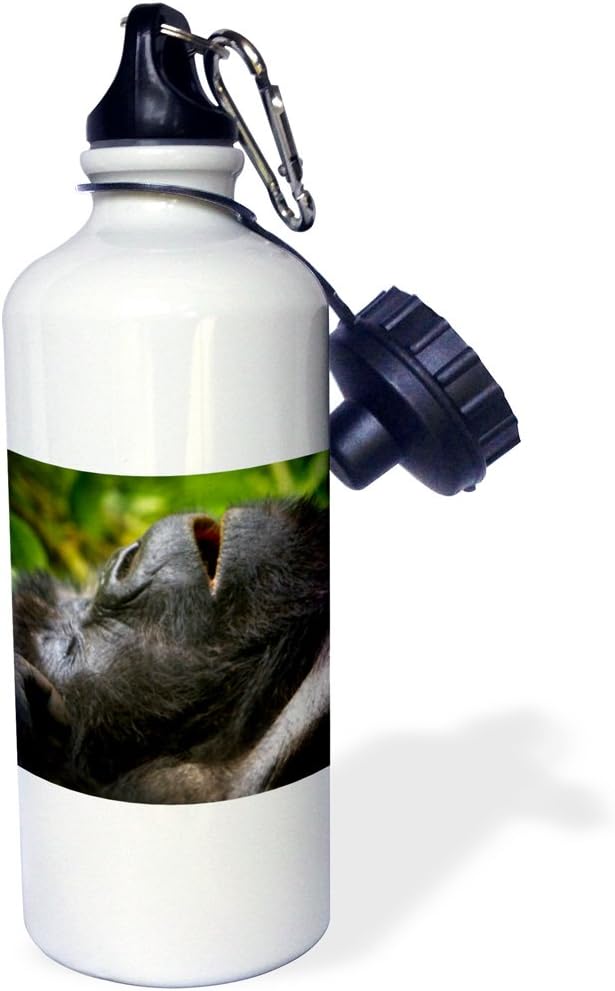 3dRose "Rwanda, Volcanoes Park, Mountain Gorillas AF35 RBE0110 Ralph H. Bendjebar" Sports Water Bottle, 21 oz, White
