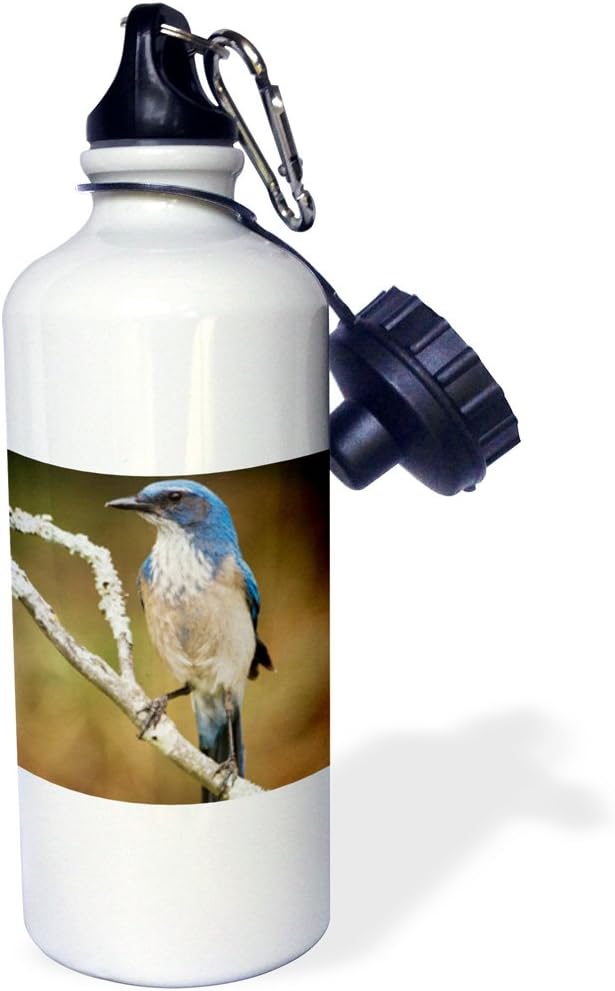 3dRose "Western Scrub-Jay bird, Hill Country, Texas NA02 RNU0840 Rolf Nussbaumer" Sports Water Bottle, 21 oz, White