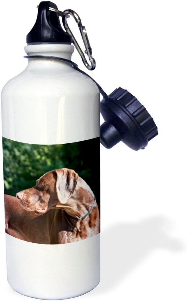 3dRose "A German Shorthaired Pointer dog NA02 ZMU0131 Zandria Muench Beraldo" Sports Water Bottle, 21 oz, White