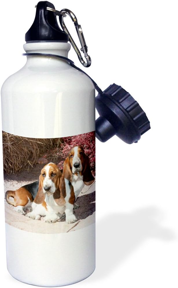 3dRose "Two purebred Bassett Hound dogs near red bush NA02 PWO0061 PiperAnne Worcester" Sports Water Bottle, 21 oz, White