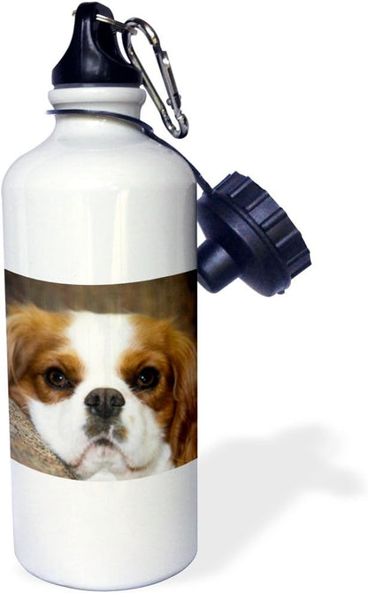 3dRose "Purebred Cavalier King Charles Spaniel dog NA02 PWO0088 PiperAnne Worcester" Sports Water Bottle, 21 oz, White