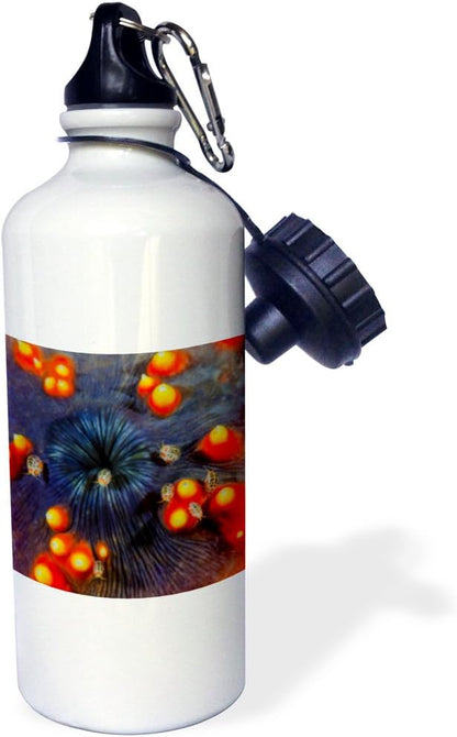3dRose Indonesia, Komodo NP. Close-up of ostracods on sea cucumber. -Sports Water Bottle, 21oz , Multicolored