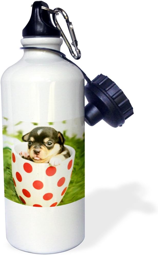 3dRose Chihuahua Adorable puppy in a cup Popular breed Sports Water Bottle, 21 oz, Multicolor