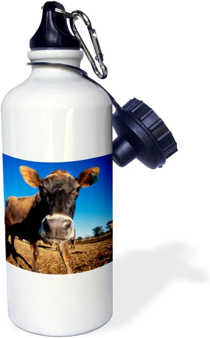 3dRose A Jersey Cow Being Inquisitive Sports Water Bottle, 21 oz, Multicolor