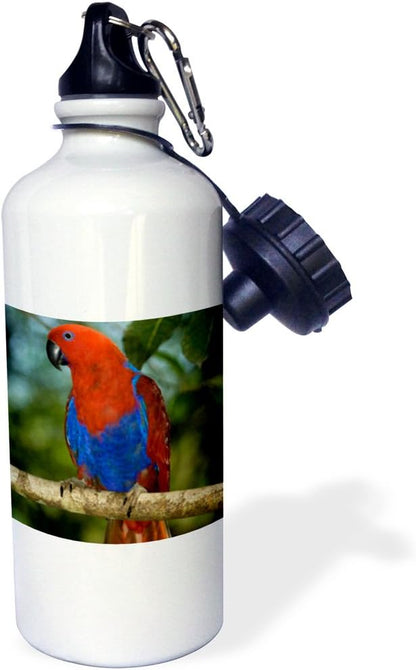 3dRose "Papua New Guinea, Eclectus Parrot, tropical bird OC12 BFR0032 Bernard Friel" Sports Water Bottle, 21 oz, White
