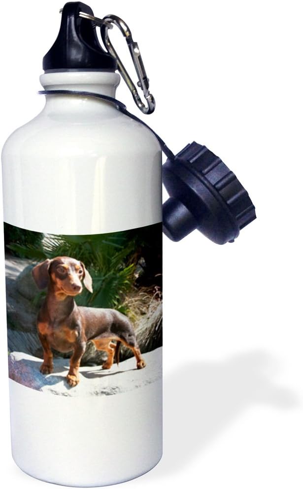 3dRose "A Dachshund puppy dog-US05 ZMU0284-Zandria Muench Beraldo" Sports Water Bottle, 21 oz, White