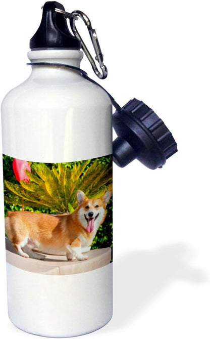3dRose Pembroke Welsh Corgi Standing Poolside, MR and PR Sports Water Bottle, 21oz, Multicolored