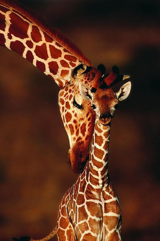 Wall Art Prints Giraffe and Baby by Lantern Press, Animals Decor, 24" x 36"