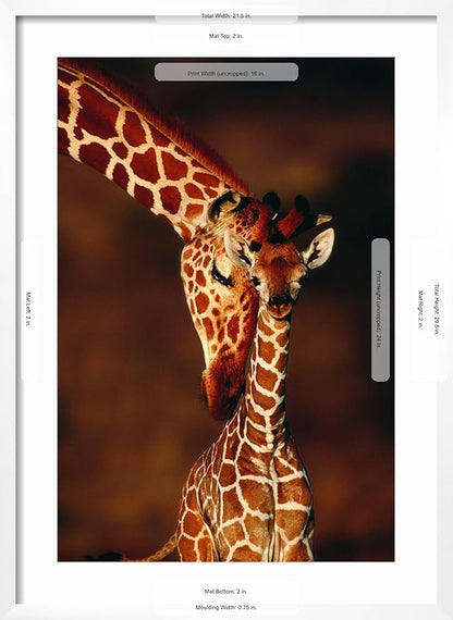 Framed Wall Art Prints Giraffe and Baby by Lantern Press, Animals Decor, 16" x 24", White Frame with White Mat