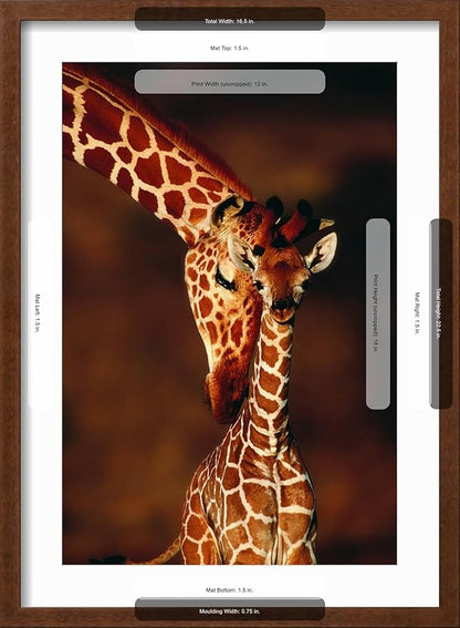 Framed Wall Art Prints Giraffe and Baby by Lantern Press, Animals Decor, 12" x 18", Espresso Frame with White Mat